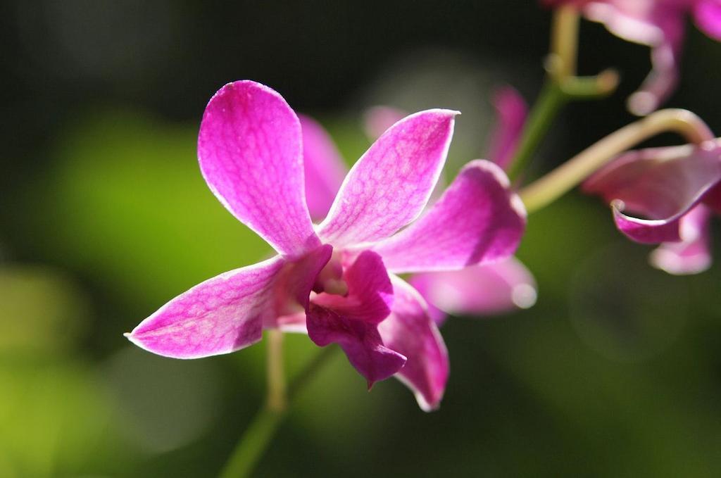 Hotel The Fiji Orchid Lautoka Esterno foto