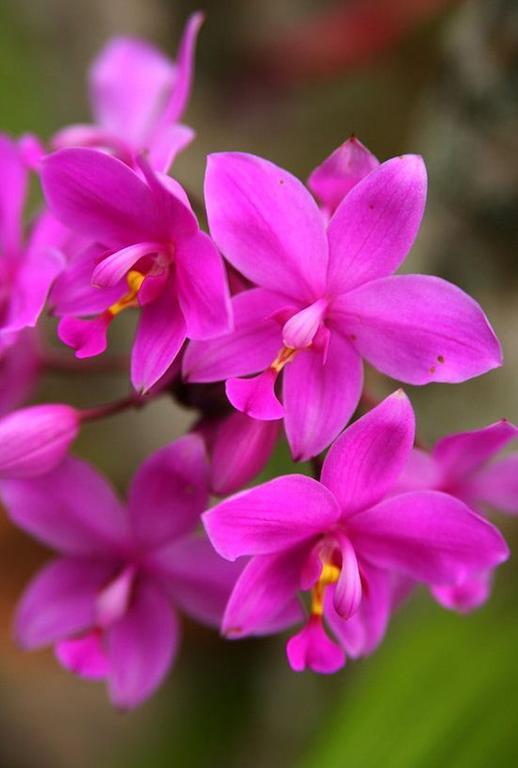 Hotel The Fiji Orchid Lautoka Esterno foto